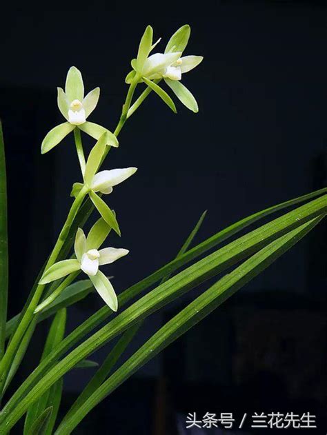 玉蘭花葉子變黃|養蘭學院丨常見11種蘭花葉子發黃的原因